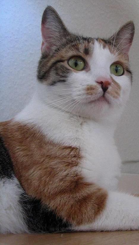 Huskat Laura billede 8