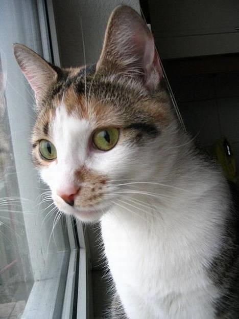 Huskat Laura billede 9