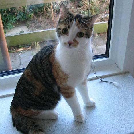 Huskat Laura billede 10