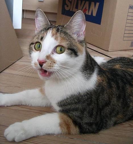 Huskat Laura billede 11