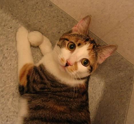 Huskat Laura billede 12