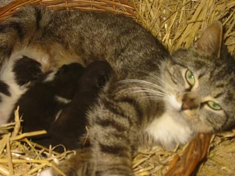 Blanding af racer Charlie billede 1