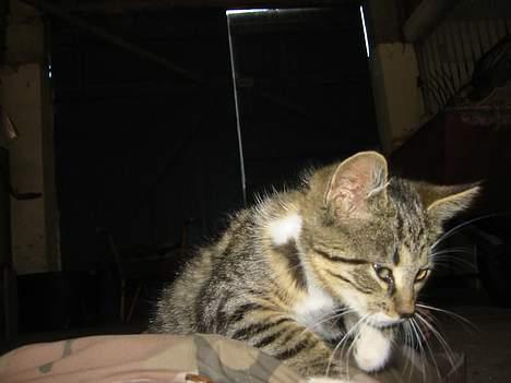 Blanding af racer Charlie billede 3