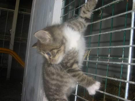 Blanding af racer Charlie - Charlie som killing! billede 5