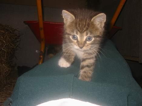 Blanding af racer Charlie - Her er hun bare nuttet! billede 7