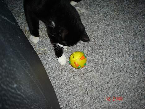 Blanding af racer mads *Himmelkat* - hmmm der kommer godter ud af denne her billede 19