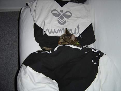 Blanding af racer mio billede 1