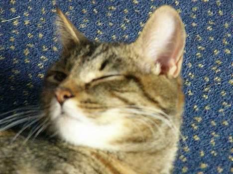 Blanding af racer Musen - Heyyy babe :-) billede 12