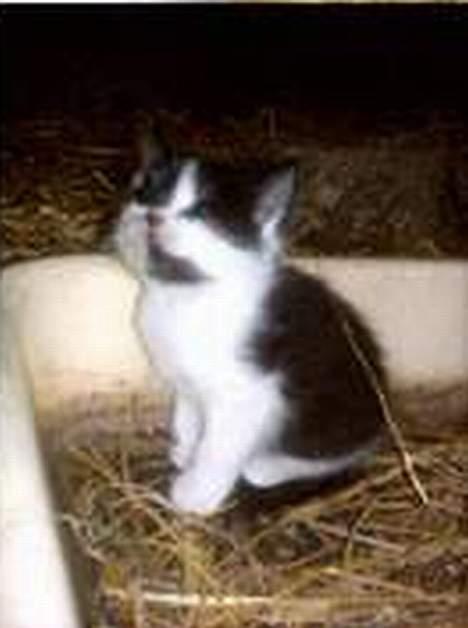 Blanding af racer O'malley billede 3