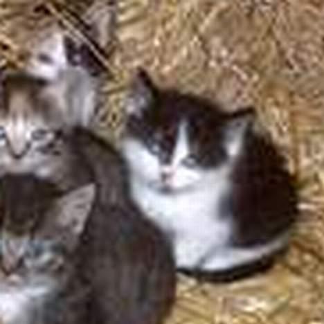 Blanding af racer O'malley billede 4