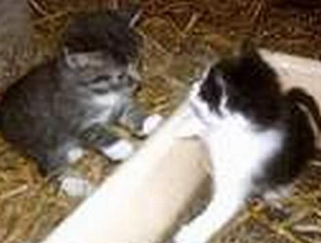 Blanding af racer O'malley billede 5