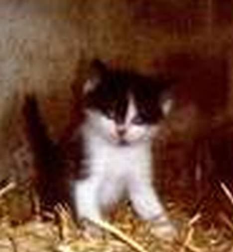 Blanding af racer O'malley billede 6