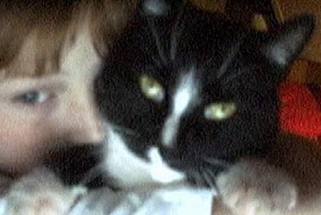 Blanding af racer Russi - er du Jealux ? (jeg er en kat jeg kan ikke stave..) billede 7