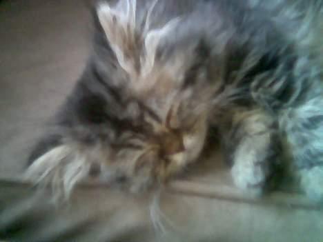 Perser Snøfte *død* - ZZZzzzzzzzzzz billede 10