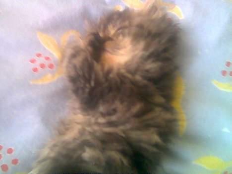 Perser Snøfte *død* - ZZzzzzzzzzz lidt på ryggen billede 11