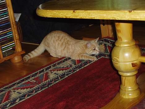 Huskat Tassen - eg skal ta den tråden!!!  billede 13