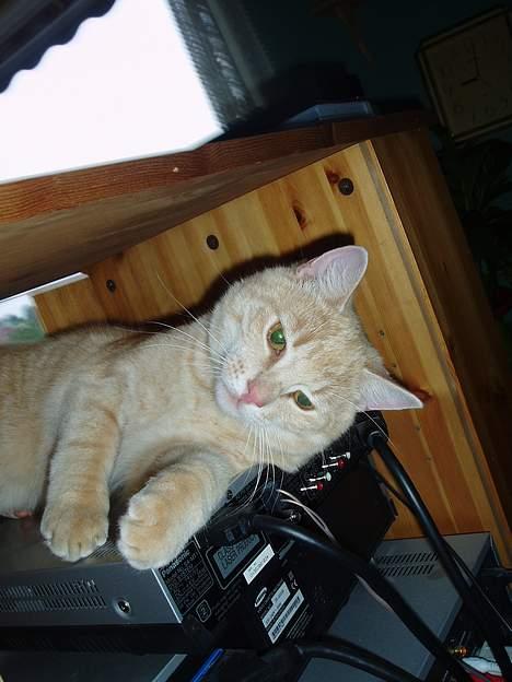 Huskat Tassen billede 16