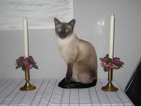 Siameser Pjevs - Jeg ved godt man ikke må være på bordet, men det må man godt når man ligner en statue. billede 2