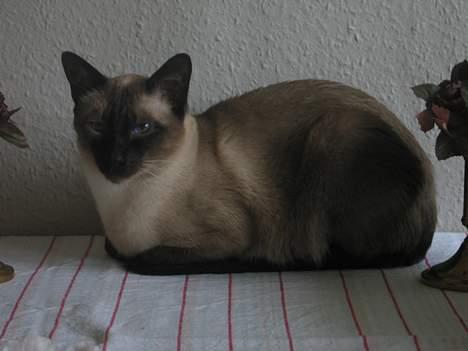 Siameser Pjevs - Tager lige en slapper billede 3