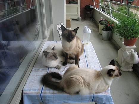 Siameser Pjevs - nyder livet sammen med min familie billede 4