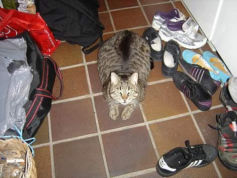 Blanding af racer mio billede 2