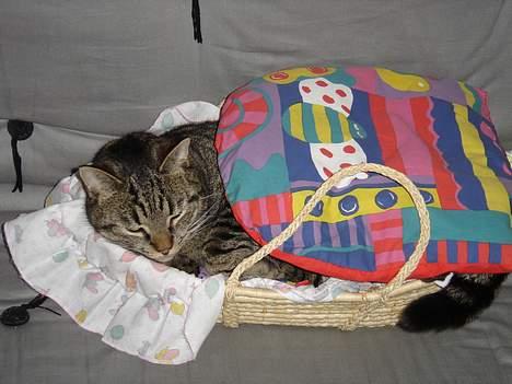 Blanding af racer mio billede 3