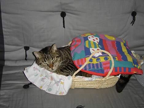 Blanding af racer mio - pøver at sove billede 4