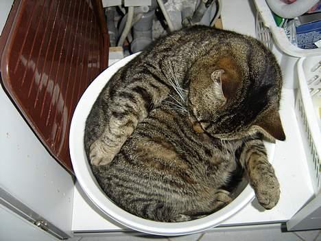 Blanding af racer mio billede 5