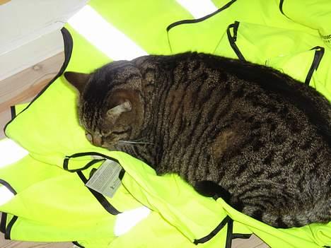 Blanding af racer mio billede 6