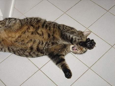 Blanding af racer mio billede 7