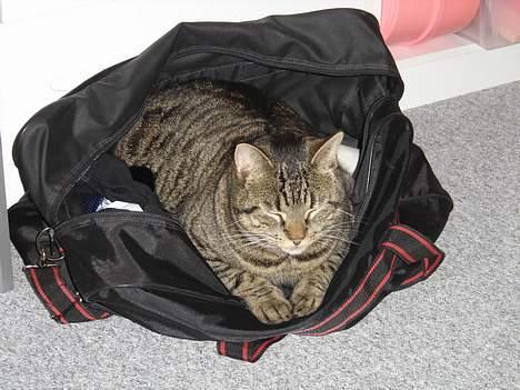 Blanding af racer mio billede 8