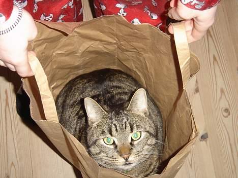 Blanding af racer mio billede 9