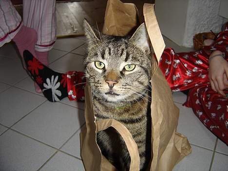 Blanding af racer mio billede 10