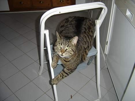 Blanding af racer mio billede 11