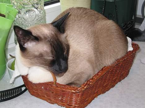 Siameser Pjevs - Mon jeg er ved at være for stor til den her kurv??? billede 5