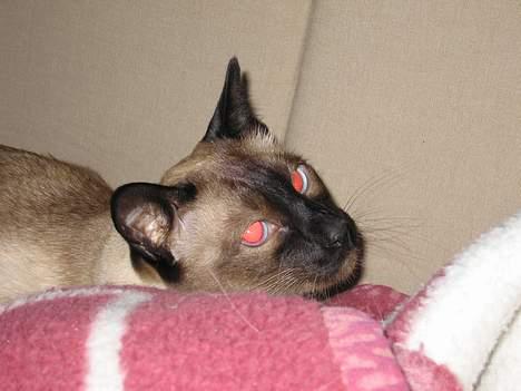Siameser Pjevs - Når man ikke kan være rudolf med den røde tud, må man jo prøve...katten med de røde øjne !!! billede 6