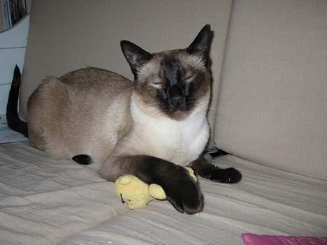 Siameser Pjevs - Det er min bamse billede 7