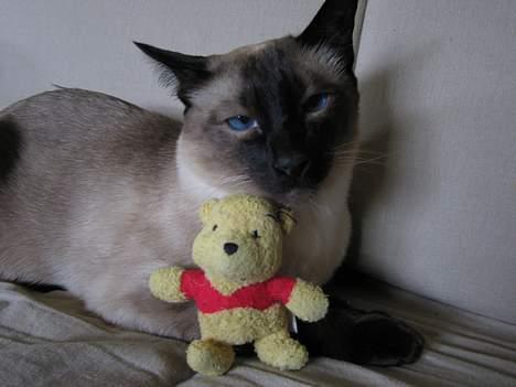 Siameser Pjevs - Hils på min bamse...hvis du tager den...kommer jeg efter dig billede 8