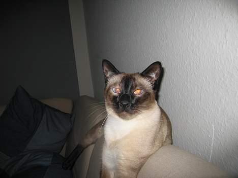 Siameser Pjevs - >> TIGERDYR << billede 9