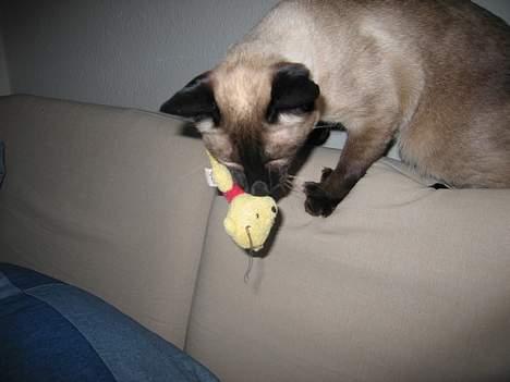 Siameser Pjevs - Jeg går efter struben. he he billede 10