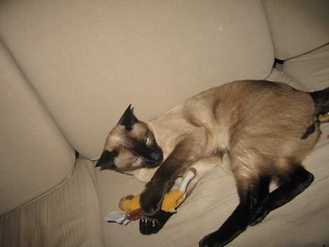 Siameser Pjevs - Jeg har fanget en ELG billede 11