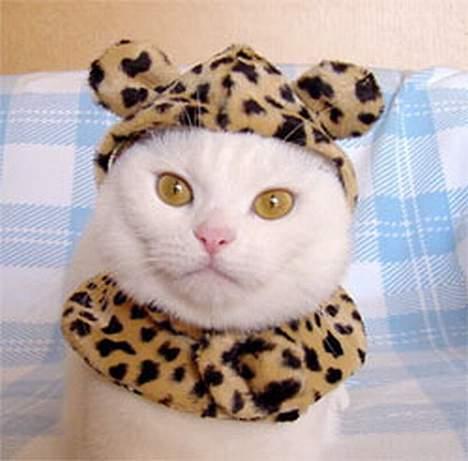 Siameser Pjevs - Bare et sjovt billede..ikke min kat billede 13