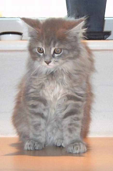 Maine Coon Giggi - Lille og ny, ca. 11 uger billede 1