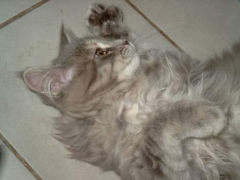 Maine Coon Giggi - Elsker og slappe af / flade U c´, ) billede 2