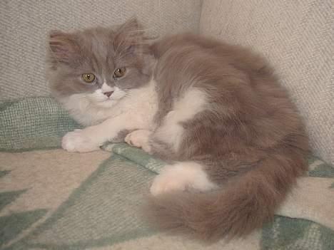 Perser Gizmo - Som ny beboer hos os billede 1