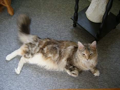 Maine Coon Emily - Var helt klart MOR´s mis billede 1