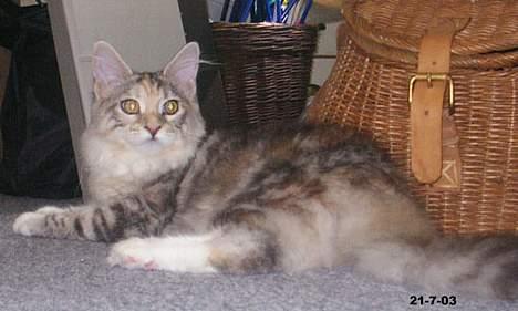 Maine Coon Emily billede 2