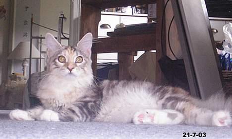 Maine Coon Emily billede 3