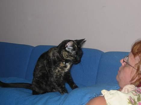 Blanding af racer Mille - Mille er vist på vej til at sove billede 1