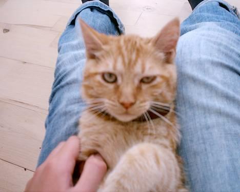 Blanding af racer Bastian - Han bli´r lige kløet på maven.. thi hi! billede 1